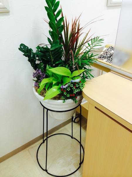 健康的で、生き生きした観葉植物やお花をあなたの身近に提供します