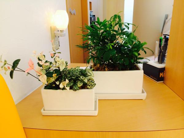 健康的で、生き生きした観葉植物やお花をあなたの身近に提供します