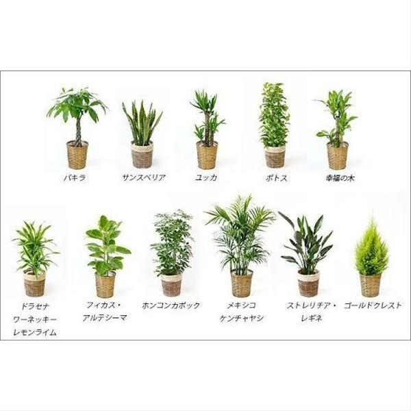 健康的で、生き生きした観葉植物やお花をあなたの身近に提供します