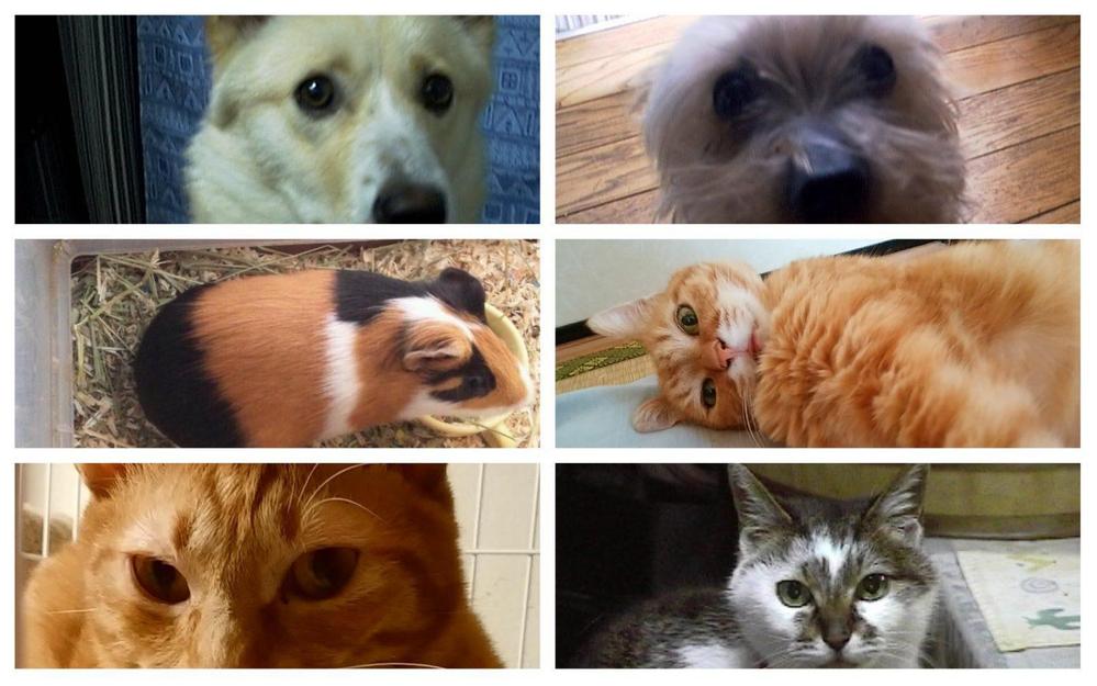 ペット（犬・猫）の基本の飼い方について、コラム・正しい情報記事を作成します