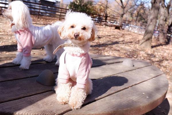 犬・猫などペットに関連したブログ記事・コラム記事を作成致します