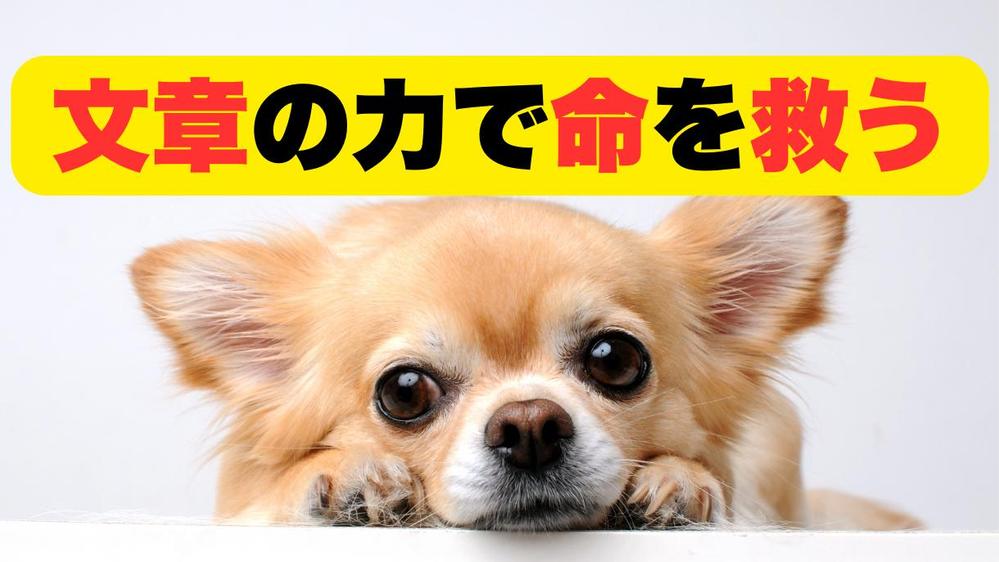 文章の力で動物の命を救う｜クラウドファンディングやプレスリリースの原稿を執筆します