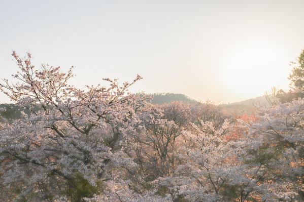 超初心者なので時間はかかるかもしれませんが、コツコツ丁寧に作業をこなします