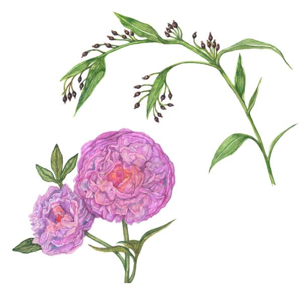 植物や静物、人物、動物を水彩で写実的、リアルに描いたイラストの制作を承ります