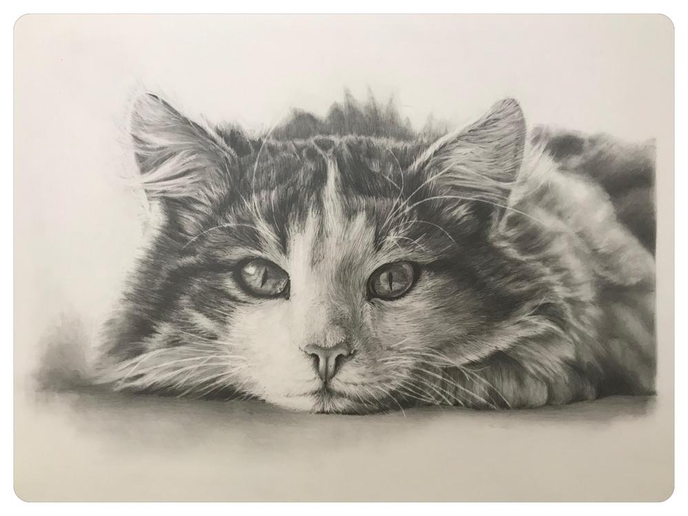 安価 お客様からお預かりした画像を細密鉛筆画による肖像画(オーダー 絵画