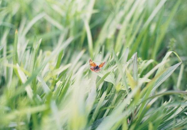 主にポートレート、植物、自然を撮影しております

自然な空気感を大切に撮影します