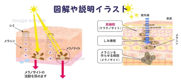 シンプルで優しく伝わりやすい図解や説明イラスト制作いたします