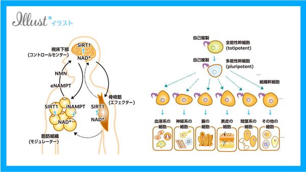 【プロデザイナーのイラスト】【高クオリティ】キレイで優しいイラストお描きいたします