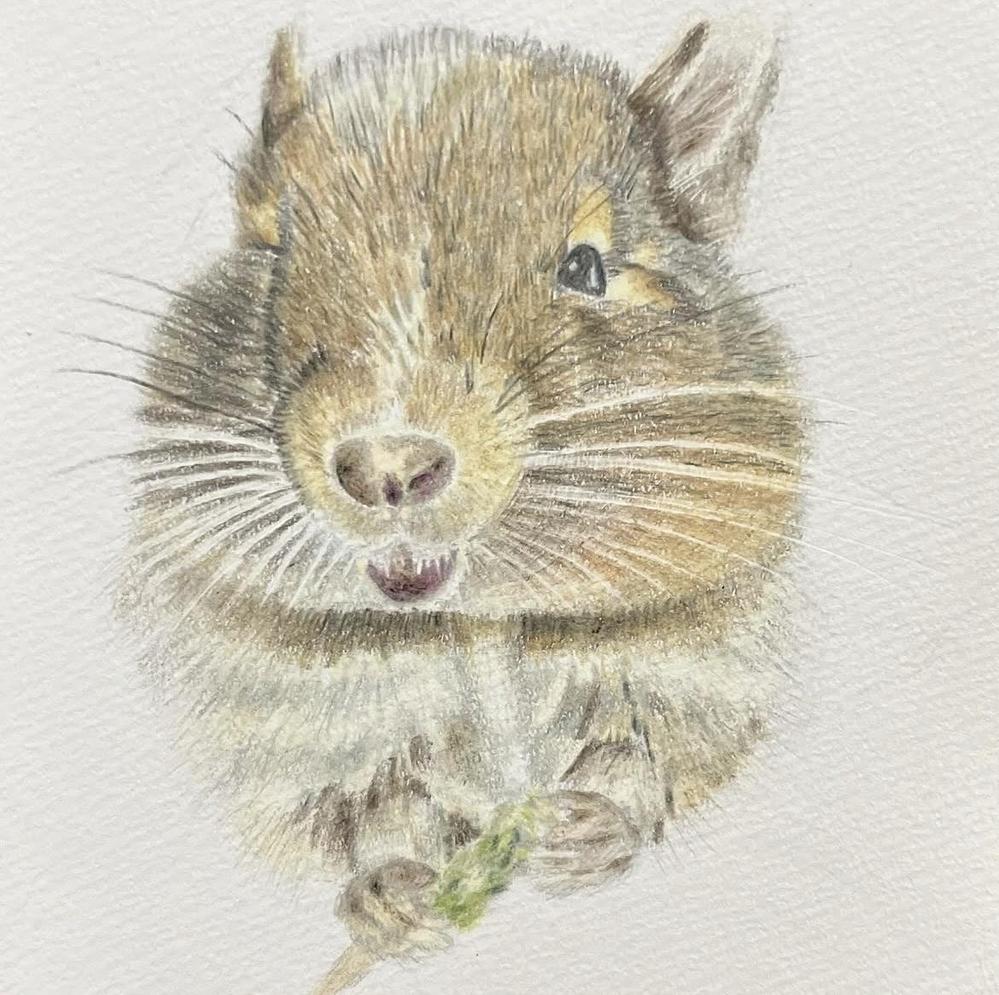 皆様の大切なペットの似顔絵を色鉛筆を使って、愛情を込めてリアルに描きます