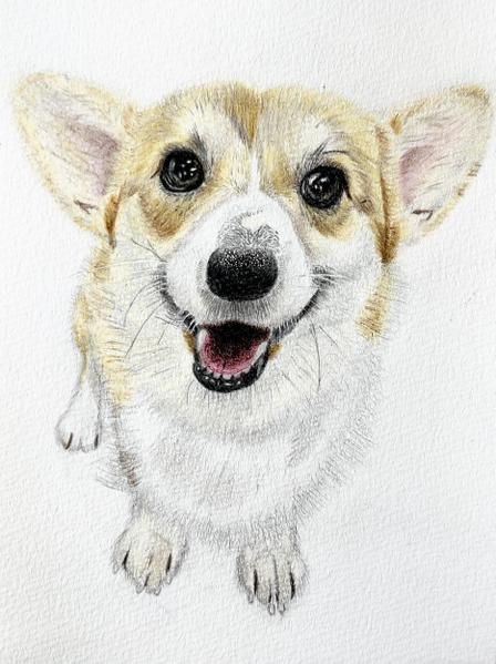 皆様の大切なペットの似顔絵を色鉛筆を使って、愛情を込めてリアルに描きます