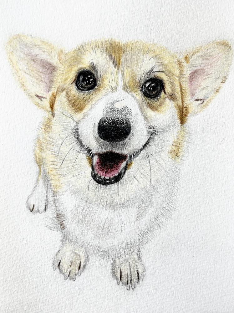 皆様の大切なペットの似顔絵を色鉛筆を使って、愛情を込めてリアルに描きます