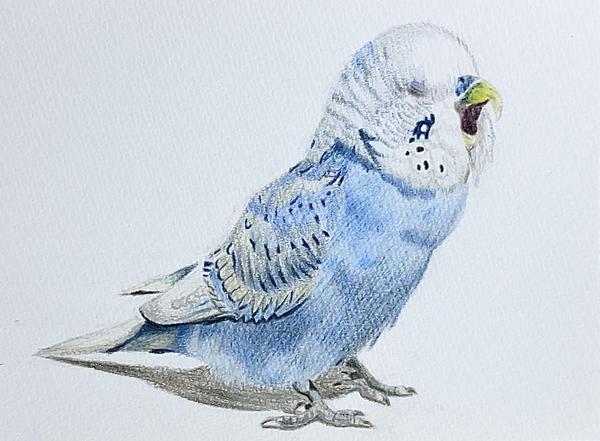皆様の大切なペットの似顔絵を色鉛筆を使って、愛情を込めてリアルに描きます