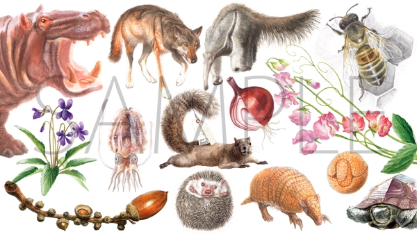 動植物をリアルなタッチのイラストレーションでご提供いたします