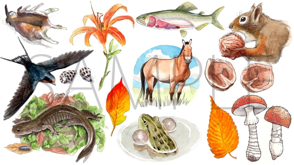 動植物をリアルなタッチのイラストレーションでご提供いたします