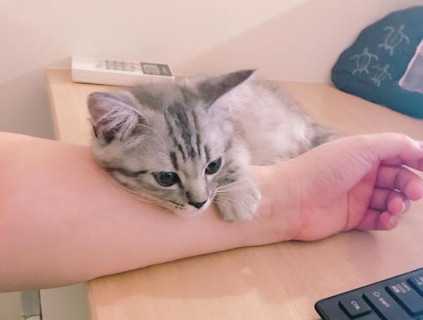 【保育・子育て支援】Webコンテンツで読者の心に響かせます