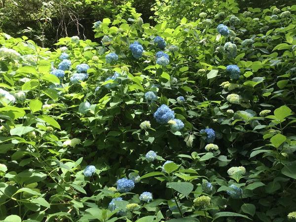 植物の知識を最大限に生かした記事を丁寧に執筆いたします