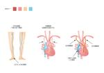 HUMMINGBIRD (funtake)さんの医療系のイラスト3点（足の静脈と心臓）への提案