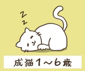 えむえー (rine2_0928)さんのかわいい猫のイラストへの提案