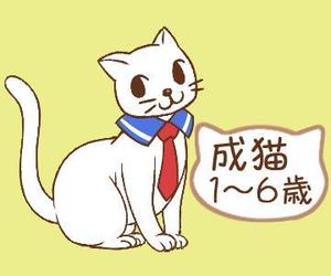 みかん (mikannu)さんのかわいい猫のイラストへの提案