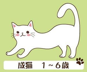 CHIHUAHUA BASE (tae1182)さんのかわいい猫のイラストへの提案