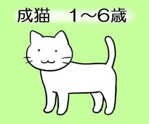 moriyu-ki (moriyu-ki)さんのかわいい猫のイラストへの提案