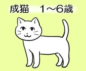 moriyu-ki (moriyu-ki)さんのかわいい猫のイラストへの提案