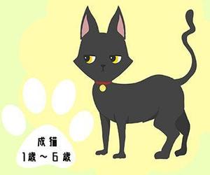 Zukico (zukico)さんのかわいい猫のイラストへの提案