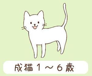 4DTR (45_scene)さんのかわいい猫のイラストへの提案