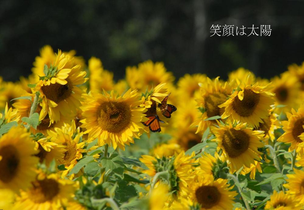 【複数採用】「ひまわり／花火と浴衣／夏の縁側風景」のいずれかをテーマにしたポストカードのデザイン依頼