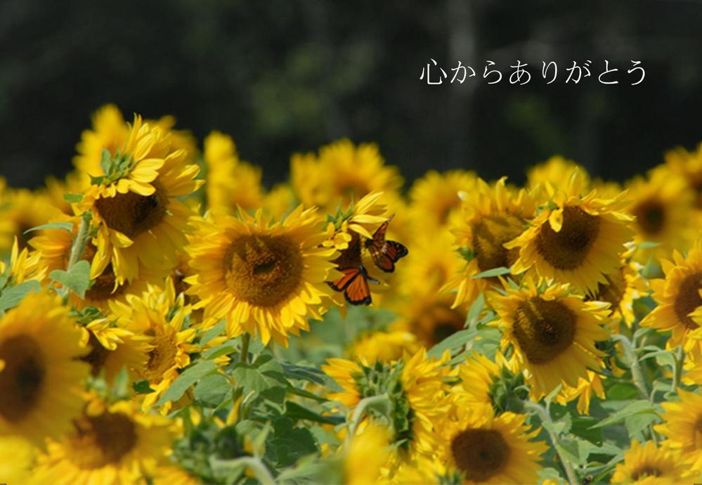 【複数採用】「ひまわり／花火と浴衣／夏の縁側風景」のいずれかをテーマにしたポストカードのデザイン依頼