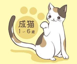 yui (yui98)さんのかわいい猫のイラストへの提案