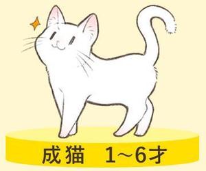 はとりはと (hat_810)さんのかわいい猫のイラストへの提案
