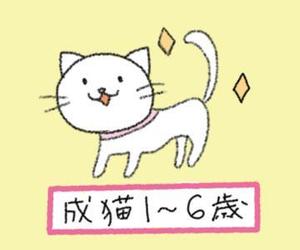saly.inc (sally0426)さんのかわいい猫のイラストへの提案