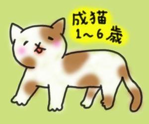 はしぞう (hashizou)さんのかわいい猫のイラストへの提案