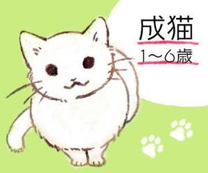 すみ (panapanbin)さんのかわいい猫のイラストへの提案