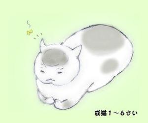 corvus (shiki0011)さんのかわいい猫のイラストへの提案