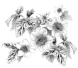 ラズベリーの花　20190207.jpg