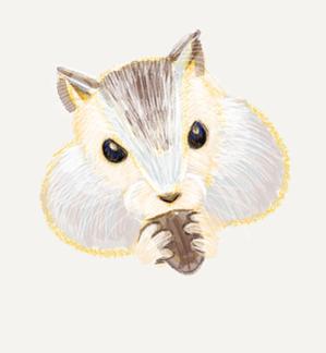B-garden  (B-garden)さんのかわいいリスのイラストへの提案