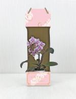 shiromiso  (shiromiso)さんの胡蝶蘭の宅配箱のデザインへの提案