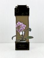 shiromiso  (shiromiso)さんの胡蝶蘭の宅配箱のデザインへの提案