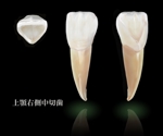 みゆきSK Web&DTPサービス (miyuki_sk)さんの歯のリアル画像の作成への提案