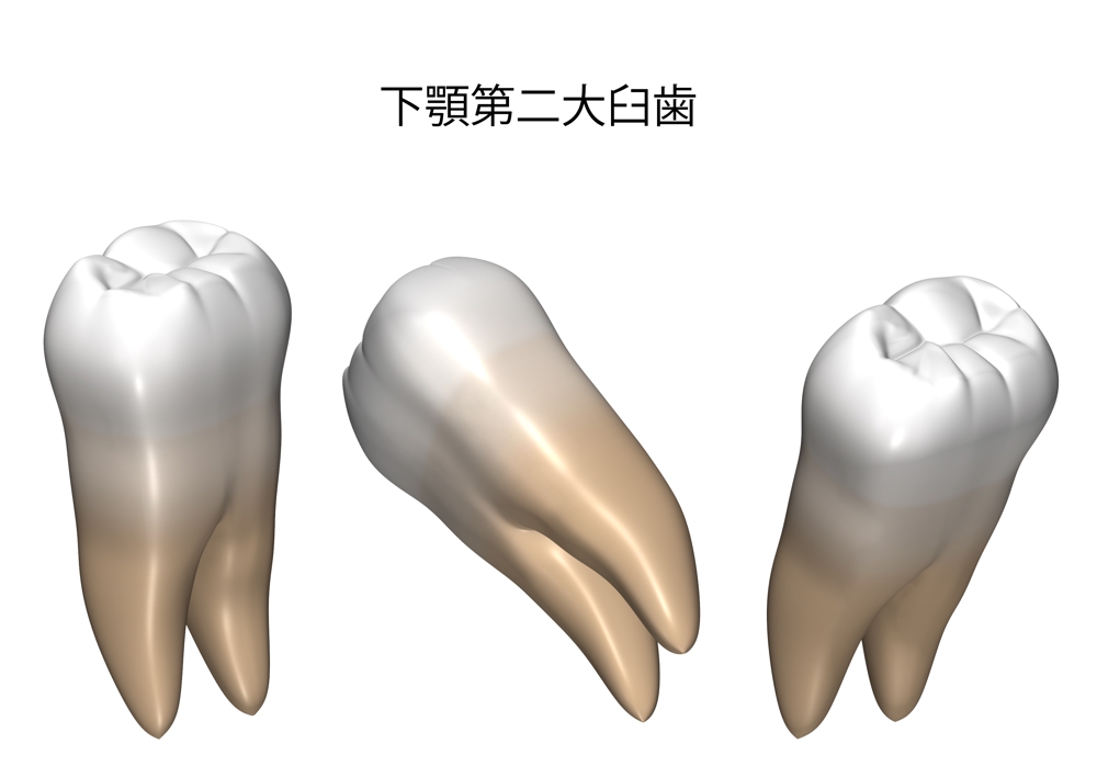 歯のリアル画像の作成