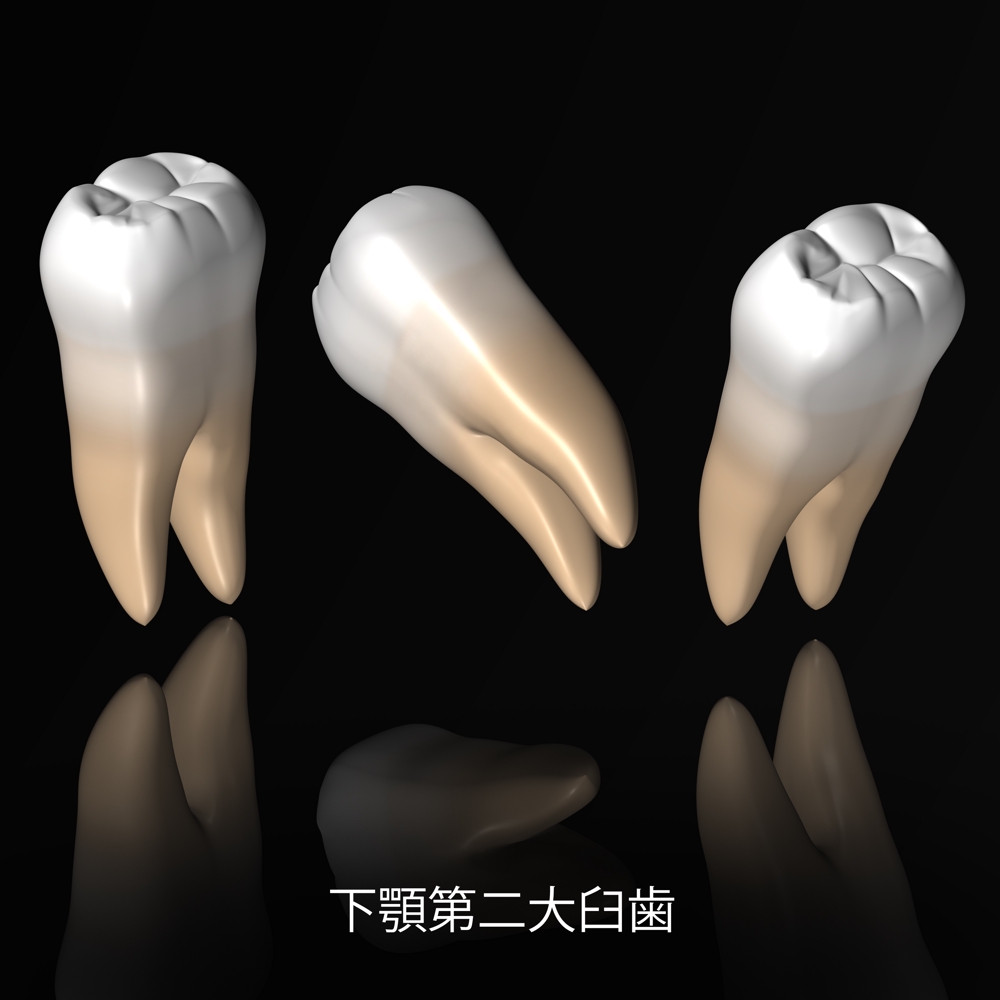 下顎第二大臼歯ー１.jpg