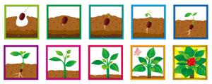 mag (mag_mio)さんのキャンペーン用の植物型アイコン制作への提案