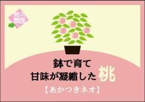 EIKICHI (EIKICHI_FUJITO)さんの桃2個パックのラベルデザインへの提案