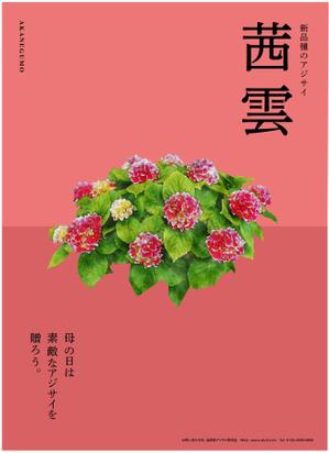 YD_STUDIO (iam_uma)さんの母の日用アジサイ鉢物品種ポスターデザインへの提案