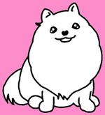 うみ (shino-umi)さんのスピッツ犬のキャラクターデザインへの提案