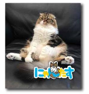 福田　千鶴子 (chii1618)さんの「にゃんたす」のロゴへの提案