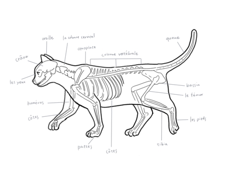 Yoka Timeさんの事例 実績 提案 猫の体の部位が書かれたイラストを描いてほしい はじめまして 猫の体 クラウドソーシング ランサーズ