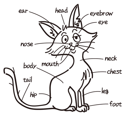 猫の体の部位が書かれたイラストを描いてほしいの依頼 外注 イラスト制作の仕事 副業 クラウドソーシング ランサーズ Id